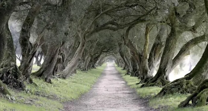 Casa De Fares * А-Эстрада